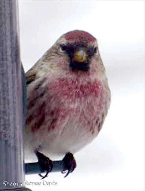 Common Redpoll. © 2014 Renee Davis