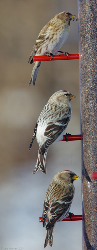 Hoary Redpoll with 2 Common Redpolls at the Bashakill, photo © 2013 Lee Hunter