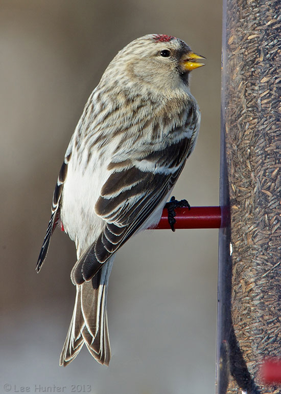 Hoary Redpoll at the Bashakill, photo © 2013 Lee Hunter