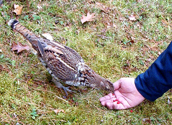 Ruffed Grouse, yard visitor!  © Roger Brucher 2014