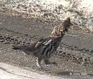 Ruffed Grouse 2004  © John Haas