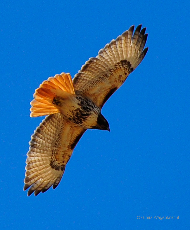 Red-tailed Hawk,  photo © Gloria Wagenknecht