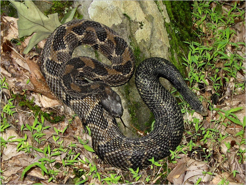 Timber Rattlesnake, photo © Bill Cutler