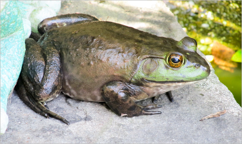 Bullfrog, photo © Ruth McKeon