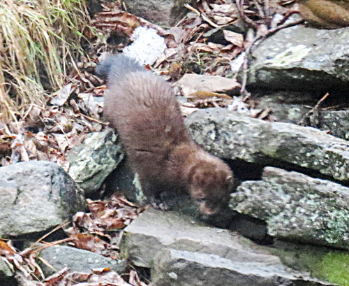 Mink, photo © Kate Hyden