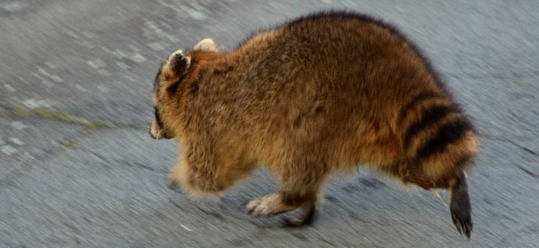 Raccoon, photo © Gary Cormier