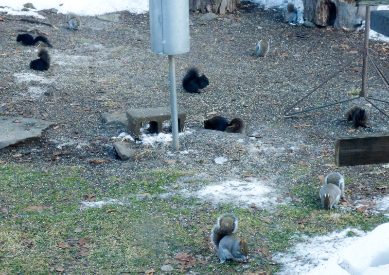 Black Squirrels (species is Gray Squirrel), photo © Renee Davis