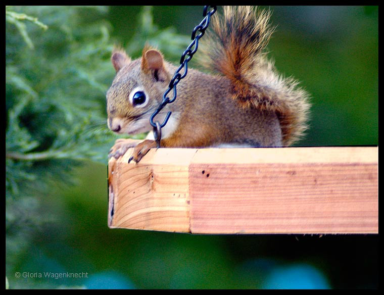 Red Squirrel, photo © Gloria Wagenknecht