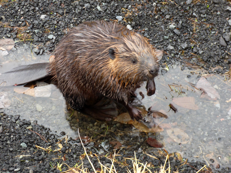Beaver, photo © Renee Davis