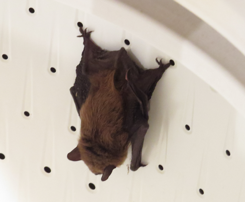 Big Brown Bat in washing machine, photo © Mary Collier