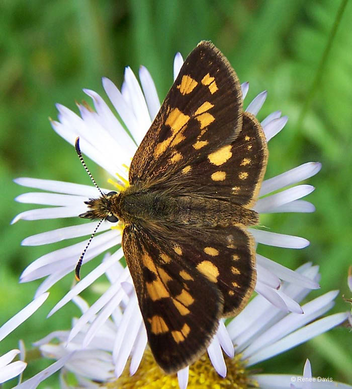 b0700_ArcticSkipper_davis2009