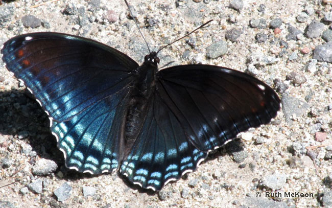 b0470_red-spotted-purple_mckeon2012