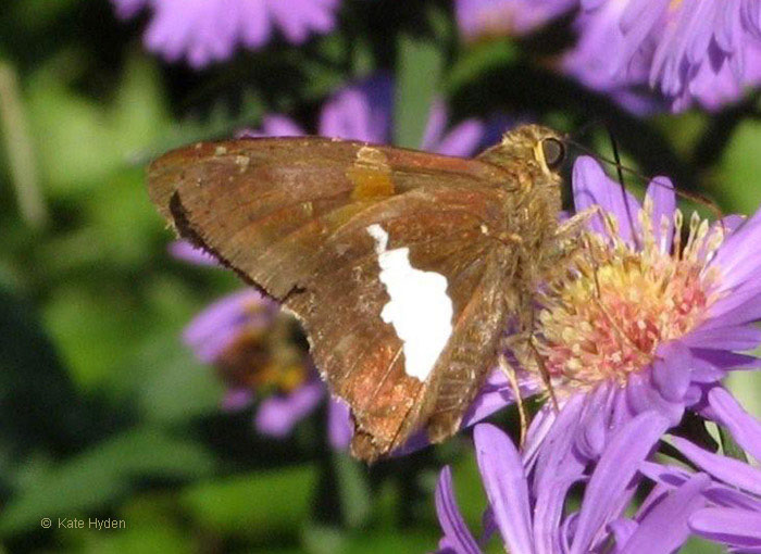 b0650_Silver-spotted-skipper-hyden