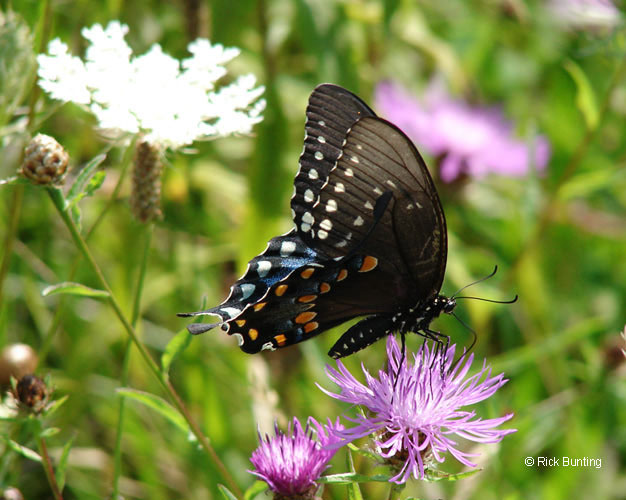 b0150_Spicebush_bunting2008