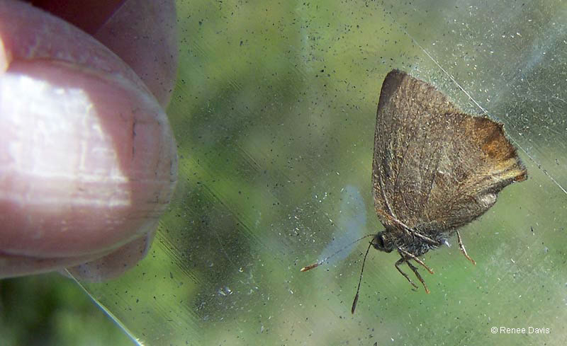 b0300_Brown-Elfin_davis2009