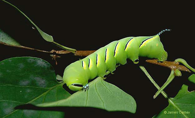 m0100_FawnSphinxLilac_carney2008