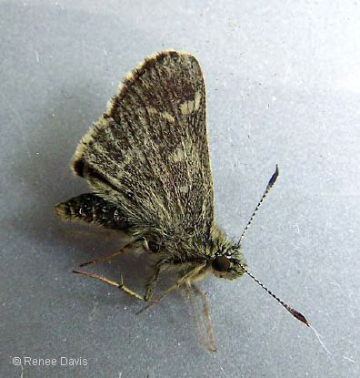 b0800_PepperSaltSkipper_davis2009