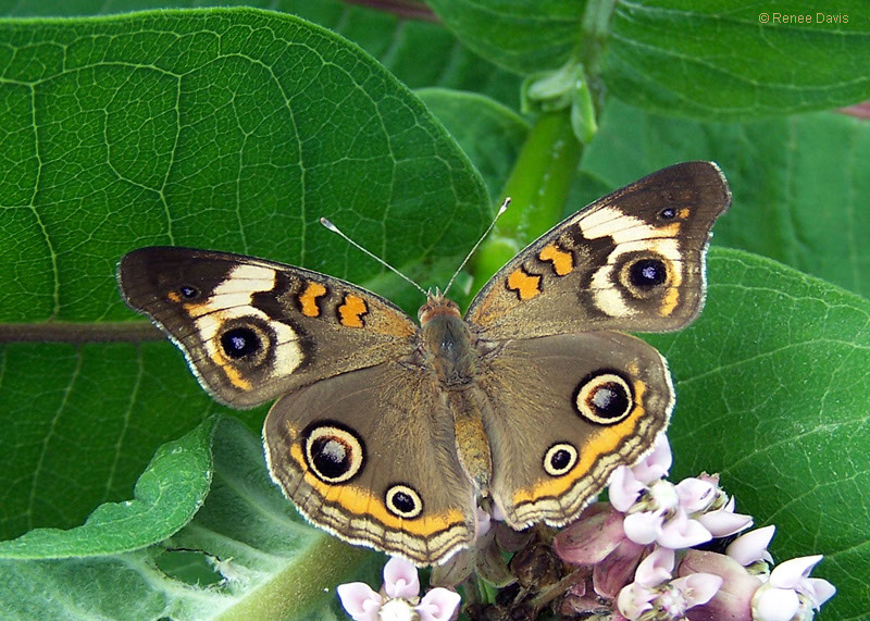 b0460_Buckeye_rdavis2011-800