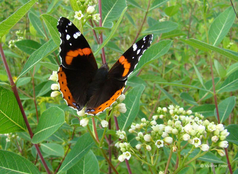 b0450_Red-Admiral-on-DogbaneFreer800