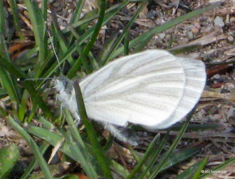 b0200_WestVirginiaWhite_alexander2009