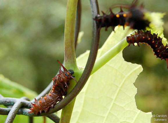 b0100_pipevine-cat_summers2009