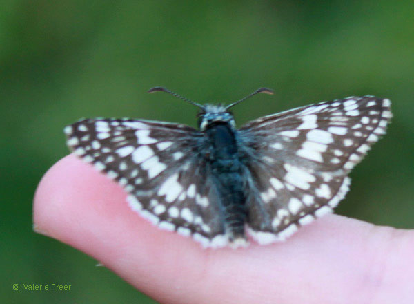 b0680_Common-Checkered-skipper-freer2011-600