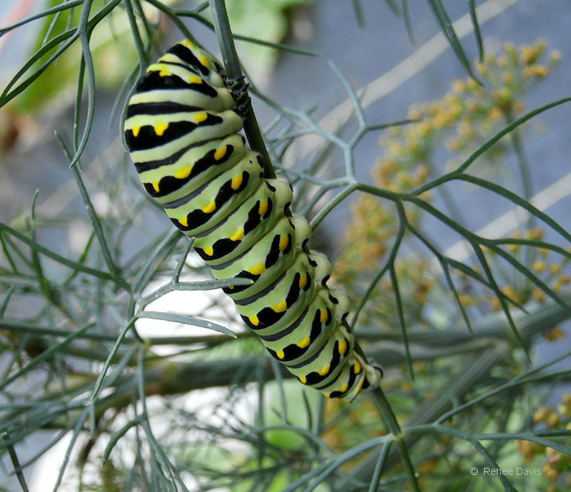 b0110_black-Swallowtail-cat_rdavis2012