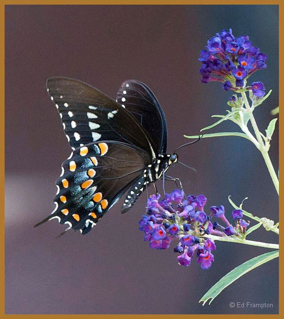 b0150_SpicebushSwall_frampton2012