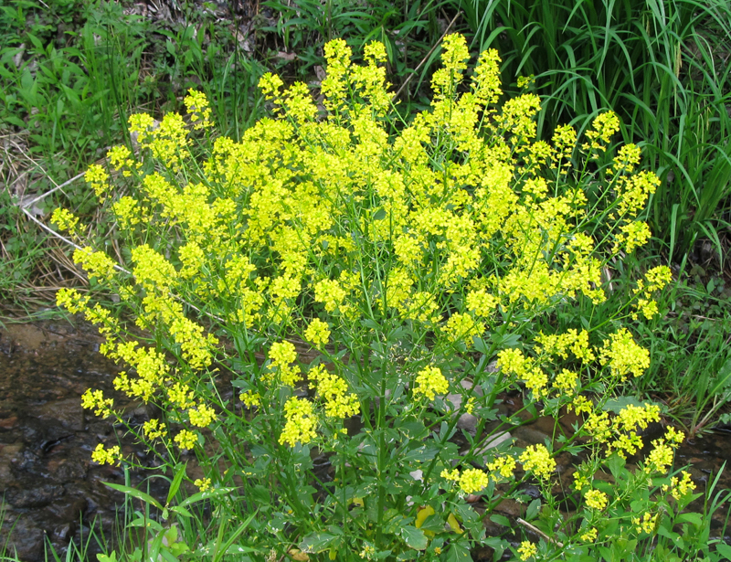 Black Mustard, photo © Ruth McKeon