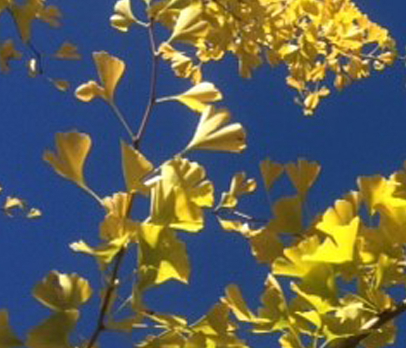 Ginkgo leaves, photo © Kathy Scullion