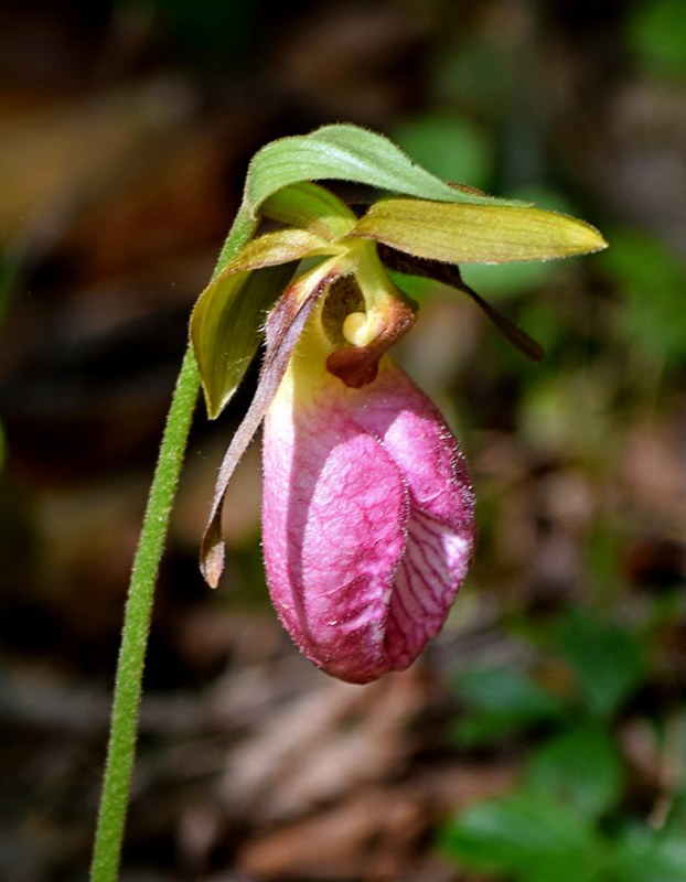 Lady's Slipper, photo © Gary Cormier