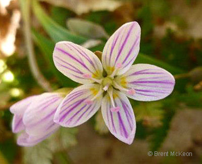 Spring Beauty, photo © Ruth McKeon