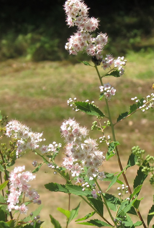 Steeplebush, photo © Ruth McKeon