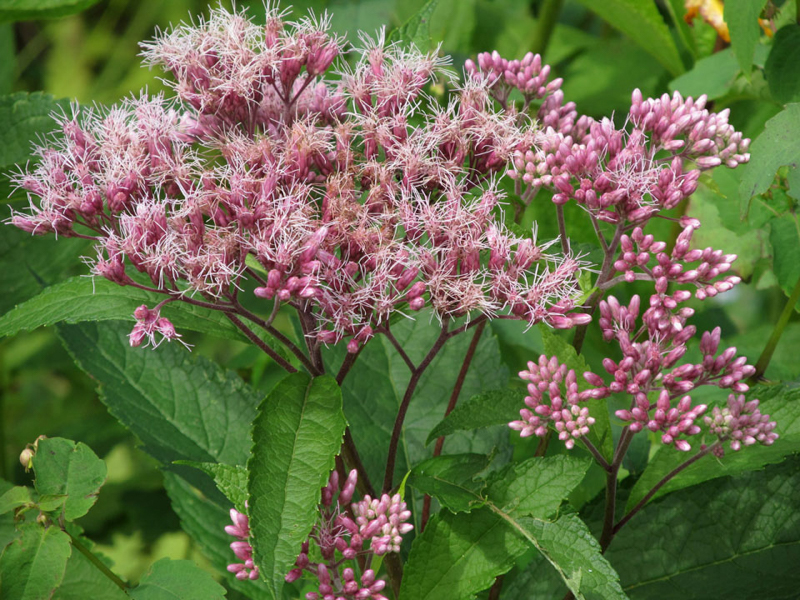 Joe Pye Weed, photo © Ruth McKeon