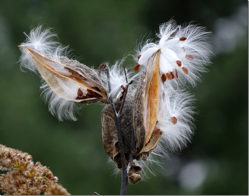 Milkweed, photo © Rick Bunting