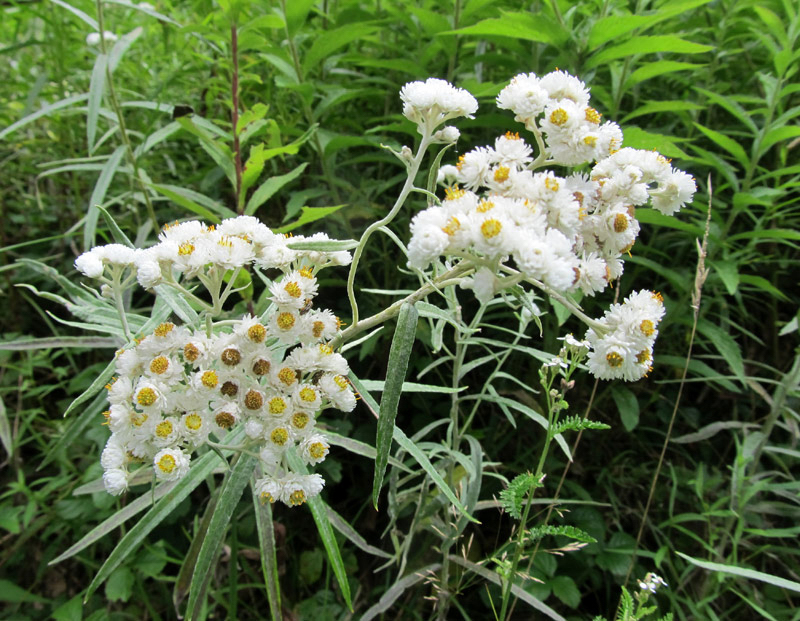 Moonglow, photo © Ruth McKeon