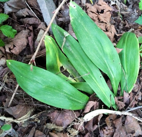 Ramps,  photo © Bill Cutler