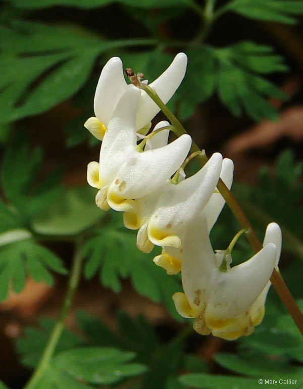 Dutchman's Britches, photo © Mary Collier